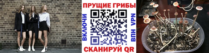 Псилоцибиновые грибы прущие грибы  дарнет шоп  Железногорск 